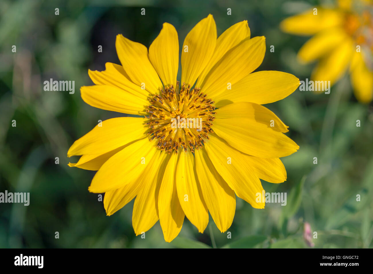 Close-up macro of arrowleaf balsamroot flower in the Cascade Mountains, Washington, US Stock Photo