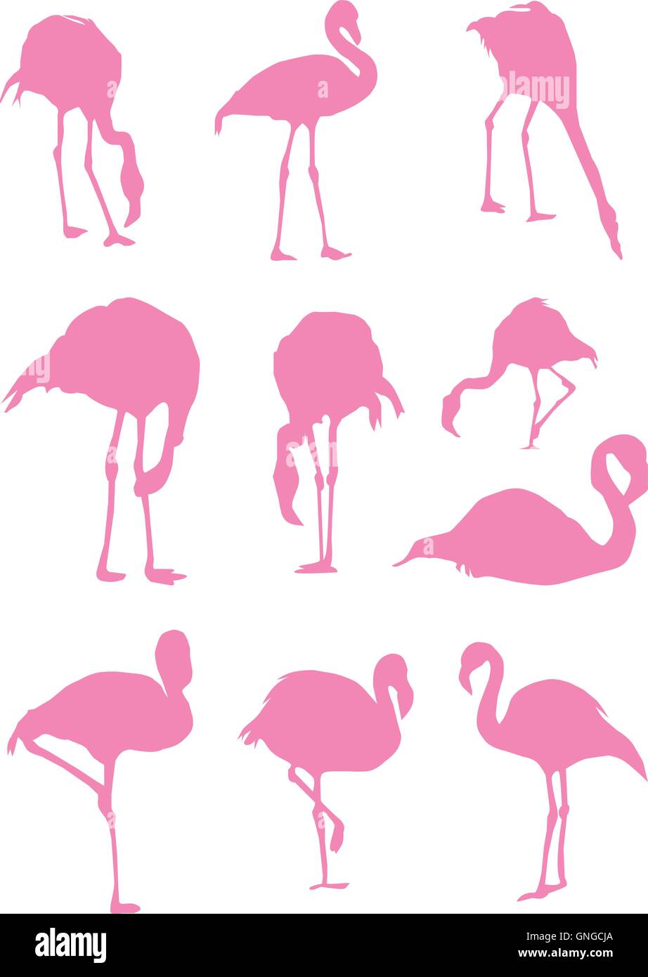 Flamingo caribbean Stock Vector Images - Alamy