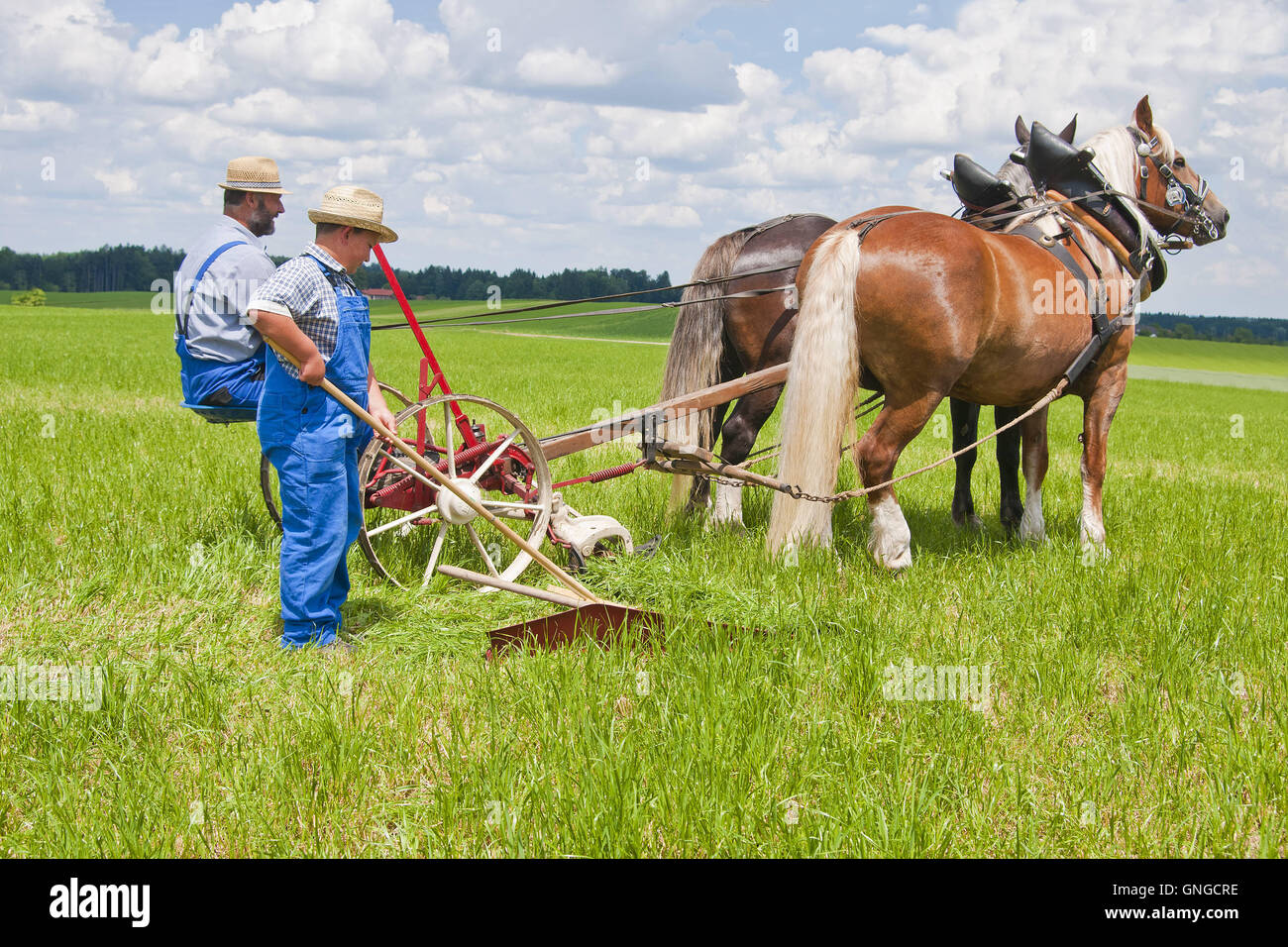 Mower drawn by draft horse - Cold Blooded Horses Festival in Holzhausen bei Teisendorf Stock Photo