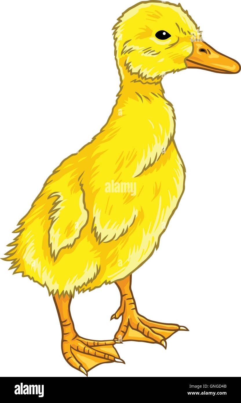 Cute Duckling Cartoon Vector Stock Vector Image & Art - Alamy