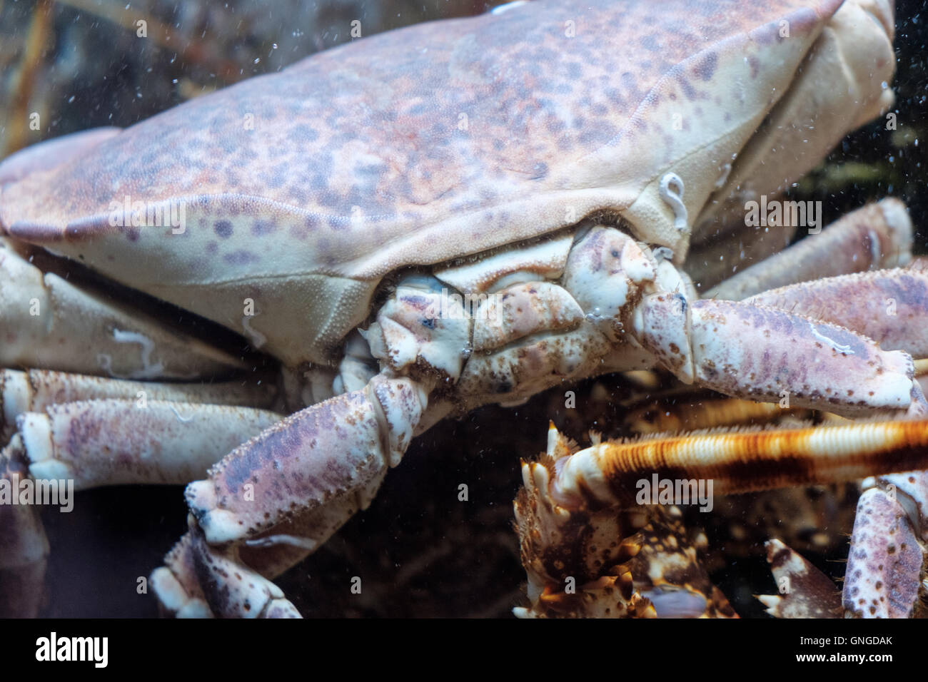 A live crab in a restaurant fish-tank, Cascais, Portugal Stock Photo