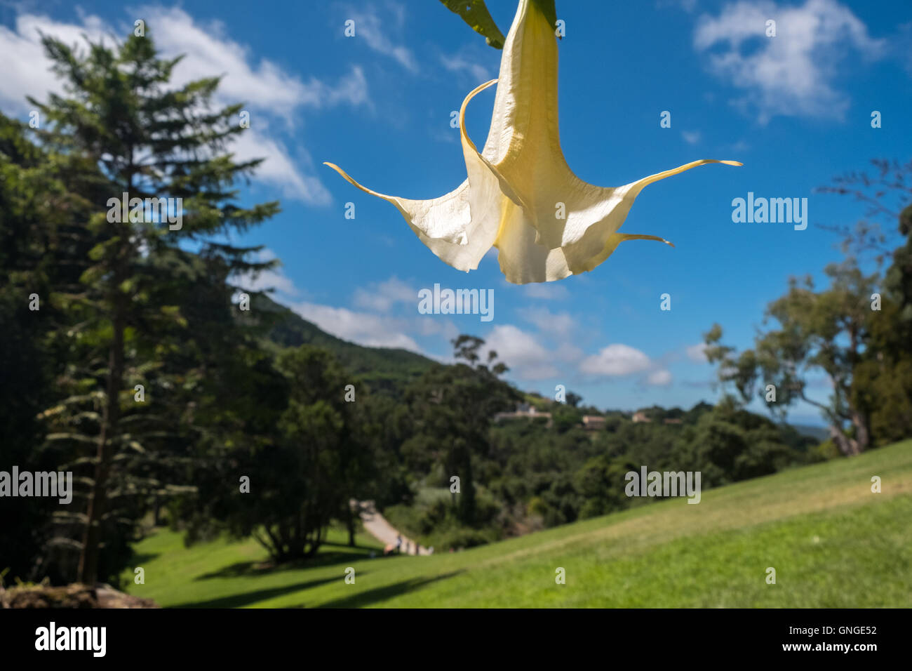 A lilly flower hangs in the gardens of  Monserrate Palace, Sintra, Portugal Stock Photo