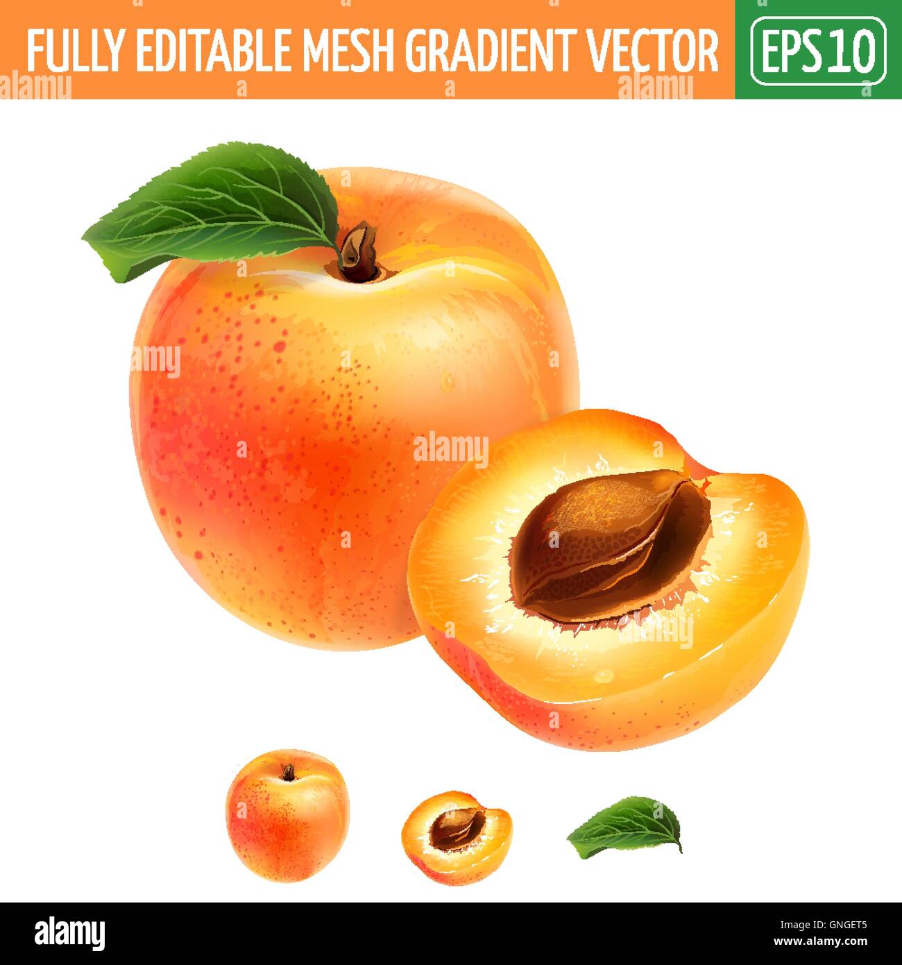 Apricot on white background. Vector illustration Stock Vector Image ...