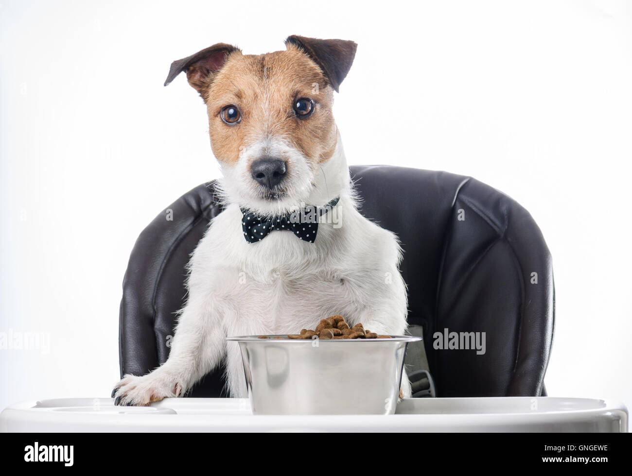 Dog with bow tie eating food from bowl Stock Photo