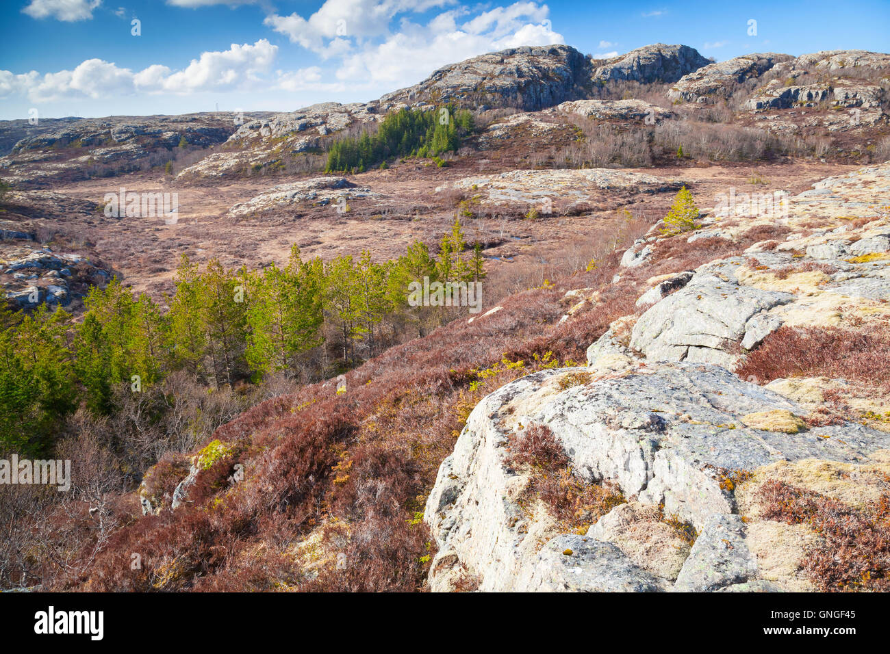 Northern Norway in springtime. Mountain landscape with pine trees and red moss growing on rocks Stock Photo