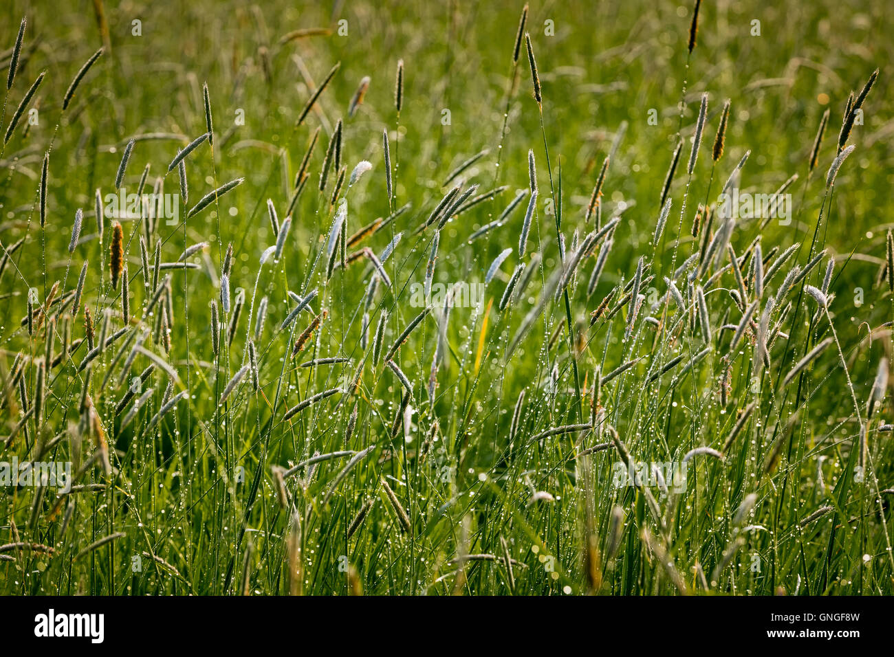 Morning dew on a meadow near the river Morava, Slovakia. Stock Photo