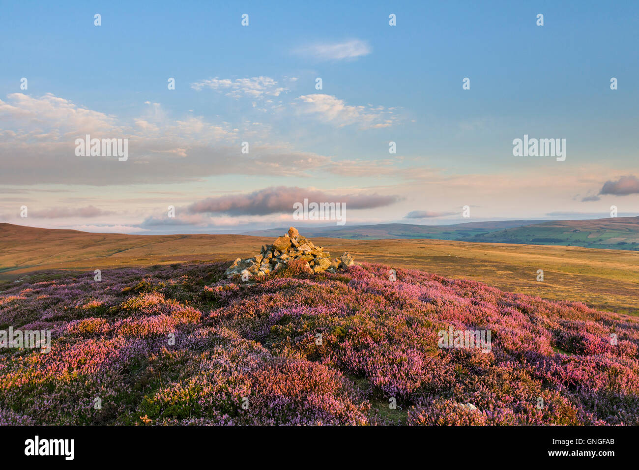 Flowering Heather and the View Over Weardale from the West Top of Catterick Hill, Weardale, County Durham UK Stock Photo