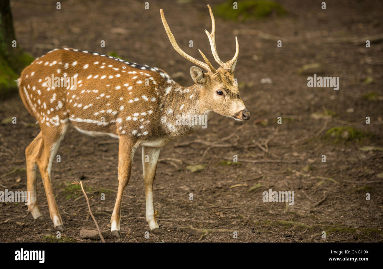 Axis deer buck profile image Stock Photo Alamy