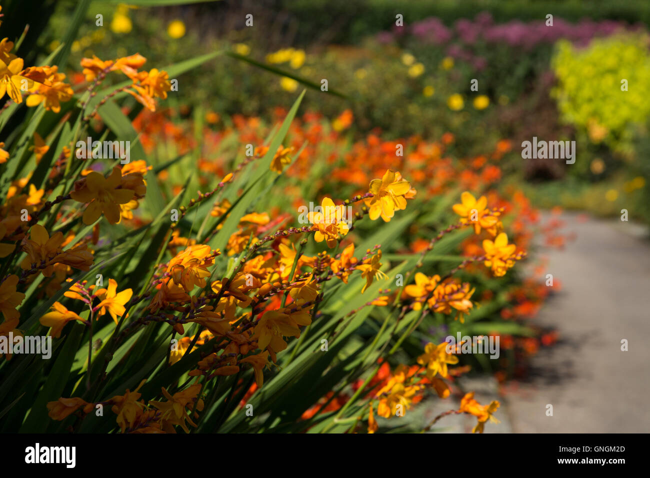 Vibrant, brightly coloured crocosmia and golden rod in a hot garden softening the edges of a  path in late summer at RHS Rosemoor, Devon Stock Photo