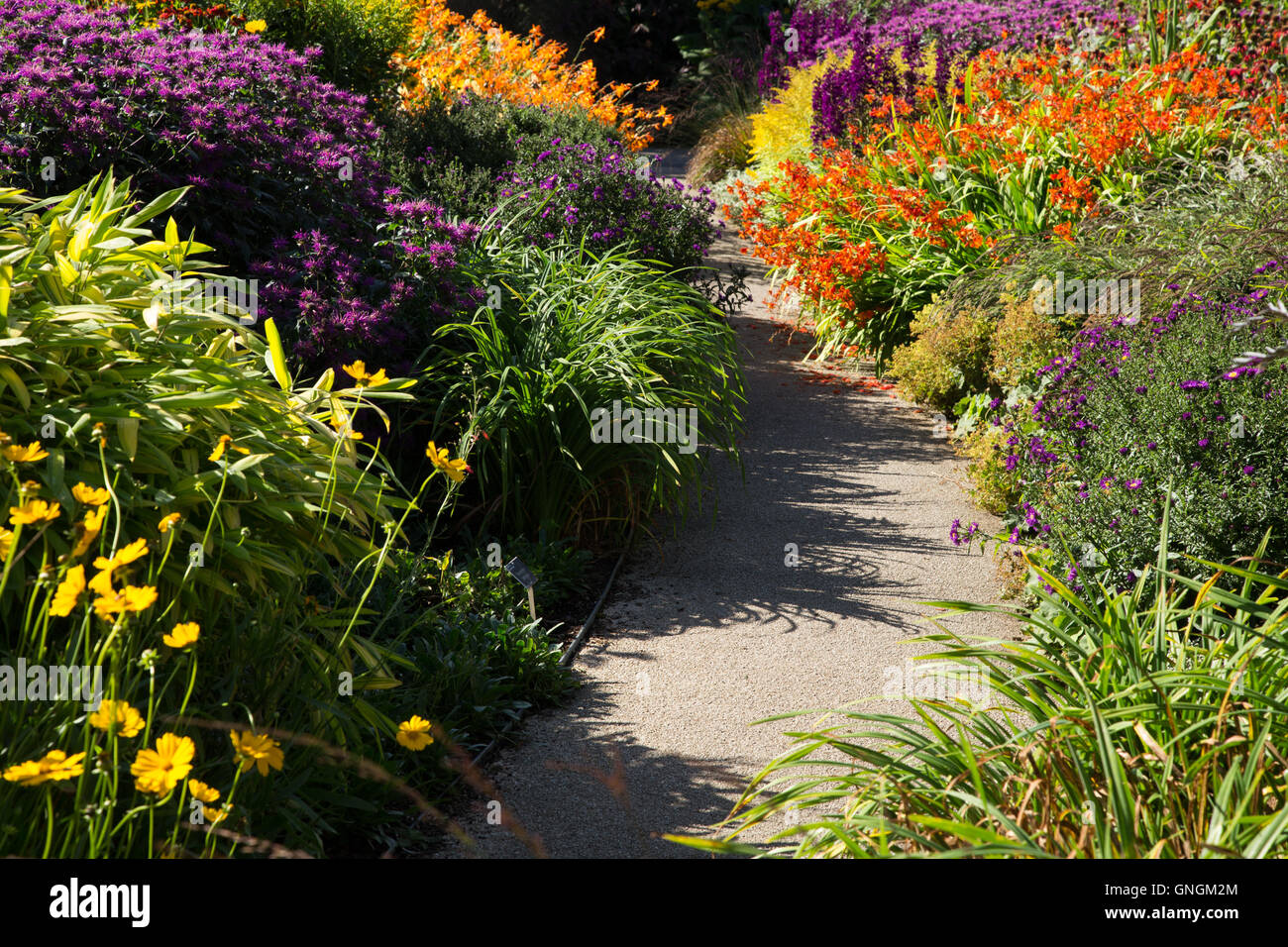 Vibrant, brightly coloured crocosmia and golden rod in a hot garden softening the edges of a  path in late summer at RHS Rosemoor, Devon Stock Photo