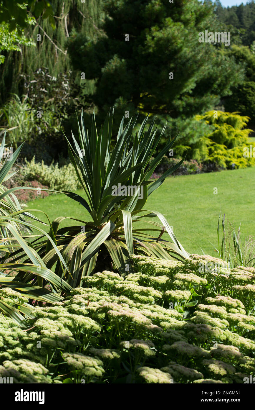 A Phormium rises up from a garden flower border Stock Photo