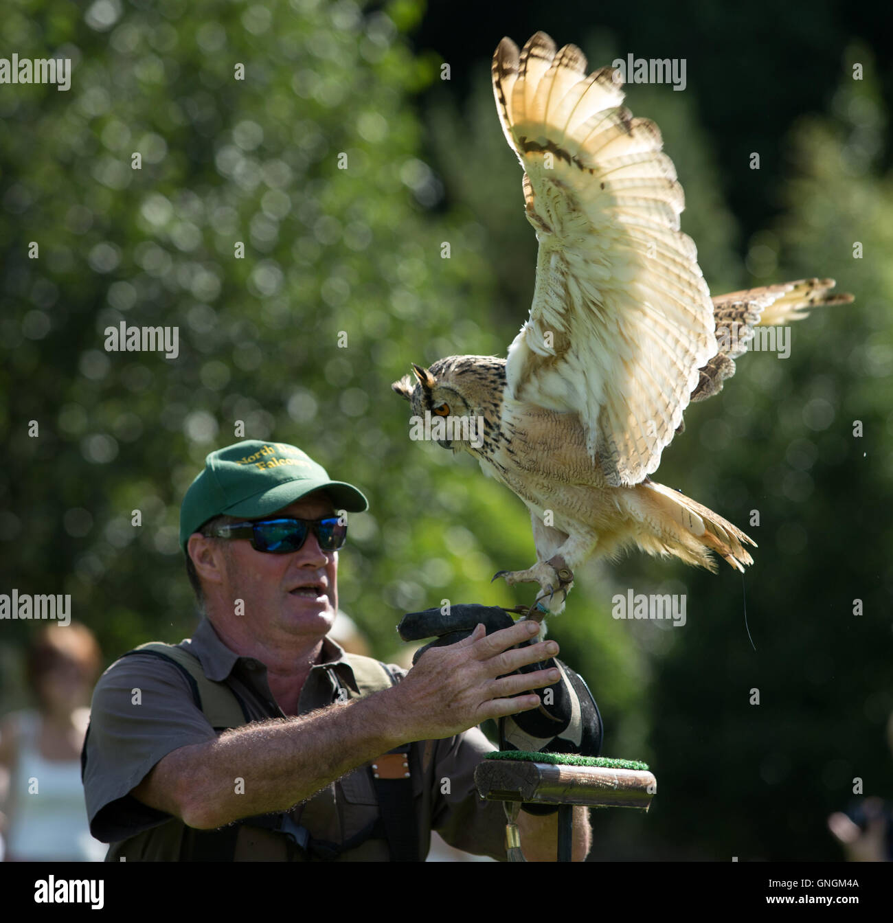 Eurasian eagle-owl with handler at a falconry display in Devon. Stock Photo