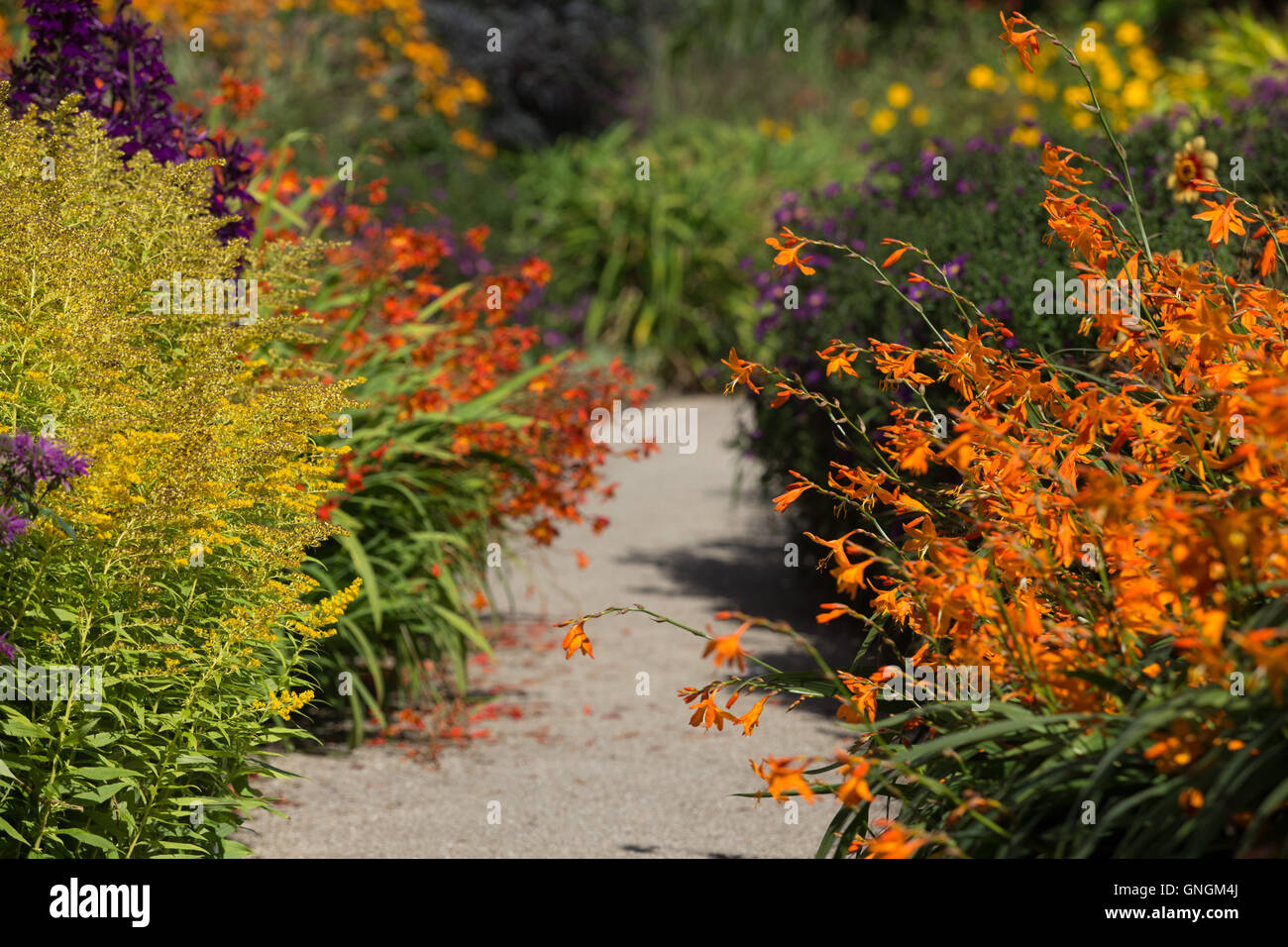 Brightly coloured golden rod and crocosmia soften the edges of a garden path in the hot garden during late summer at RHS Rosemoor, Devon, UK Stock Photo