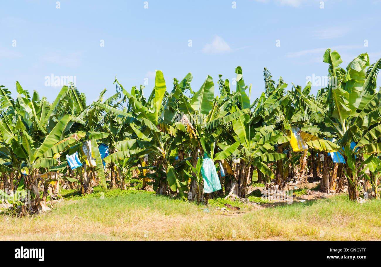 Banana stalks bagged for protection from animals, insects and mechanical damage. Stock Photo