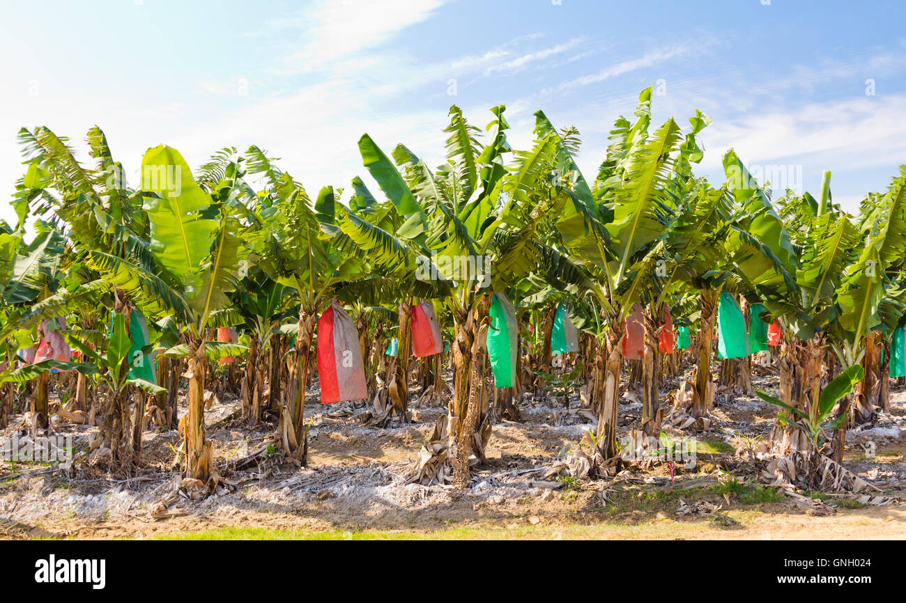 Banana plantation against blue sky, top dressed, with bagged fruit, in Australia. Stock Photo