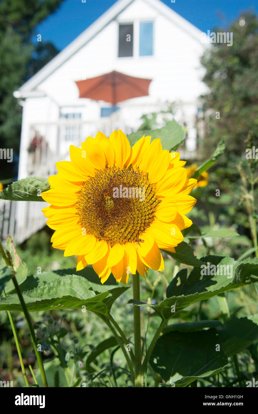 Sun Flower in Garden in Front of Home in Duluth, Minnesota. Stock Photo