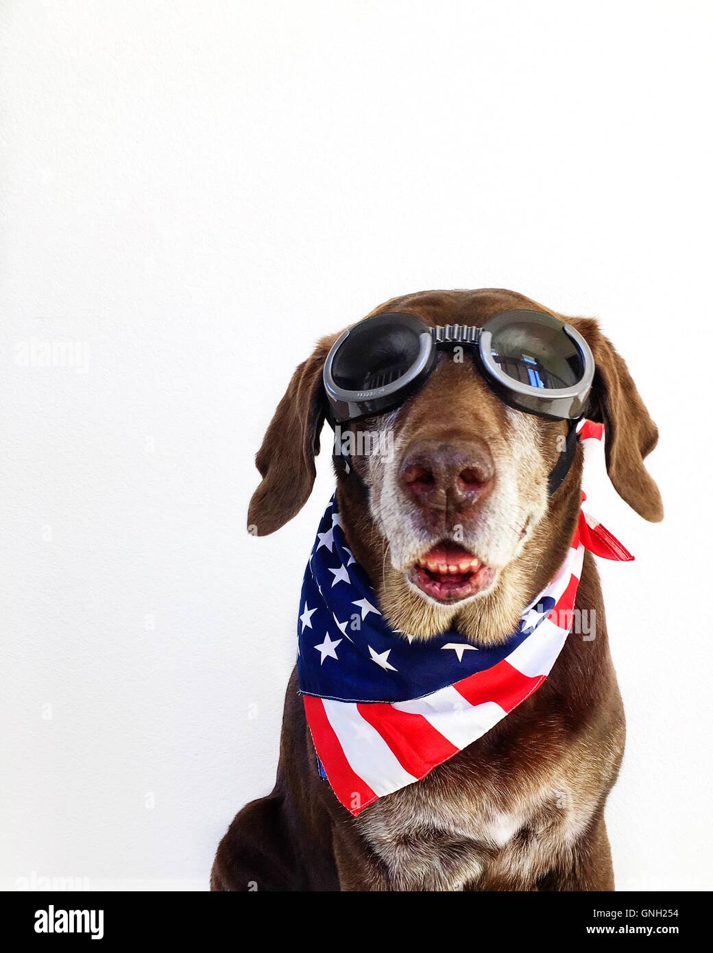 Portrait of a Chocolate Labrador retriever Dog wearing goggles and stars and stripes american neckerchief Stock Photo