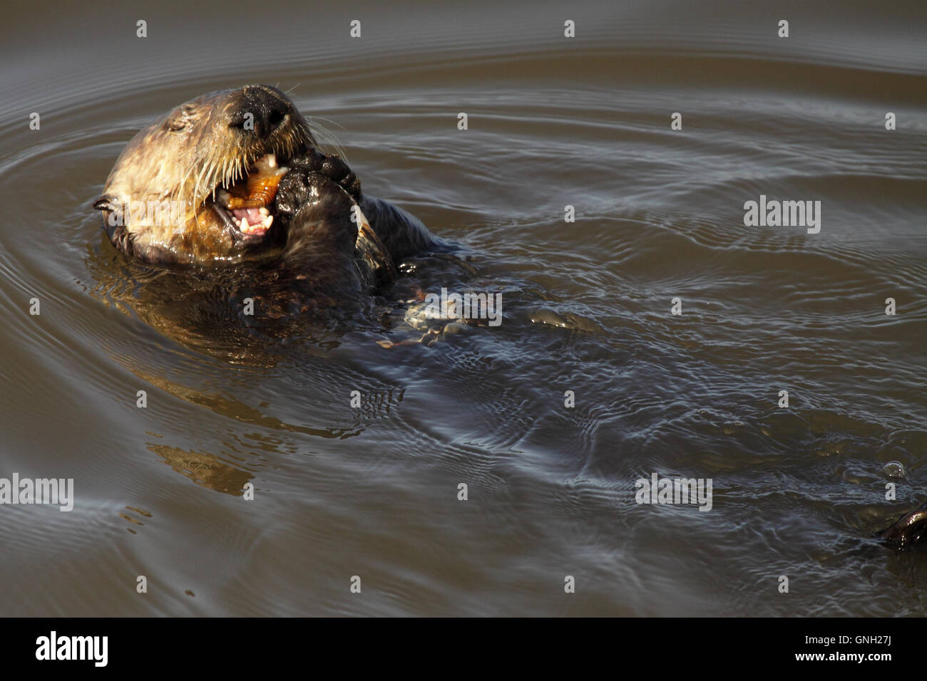 A Sea Otter eating a clam while floating in the Pacific Ocean. Stock Photo