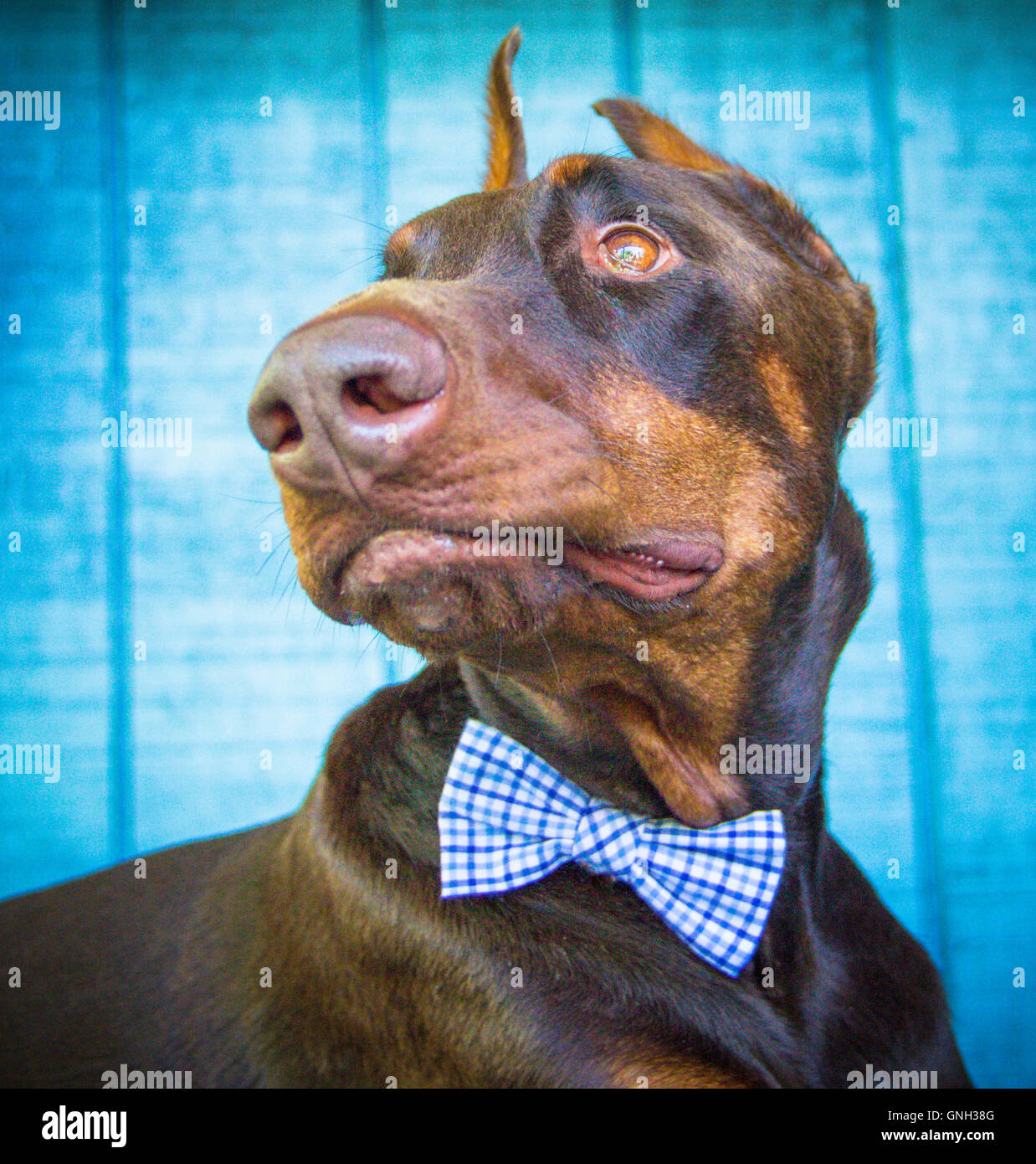 Red Warlock Doberman Pinscher wearing a bowtie Stock Photo