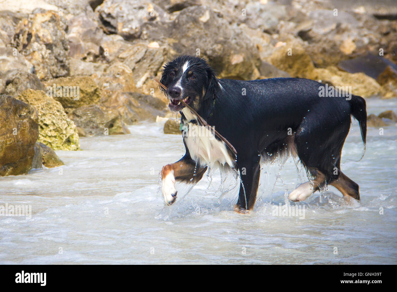 Wet australian shepherd dog retrieving stick from the ocean Stock Photo