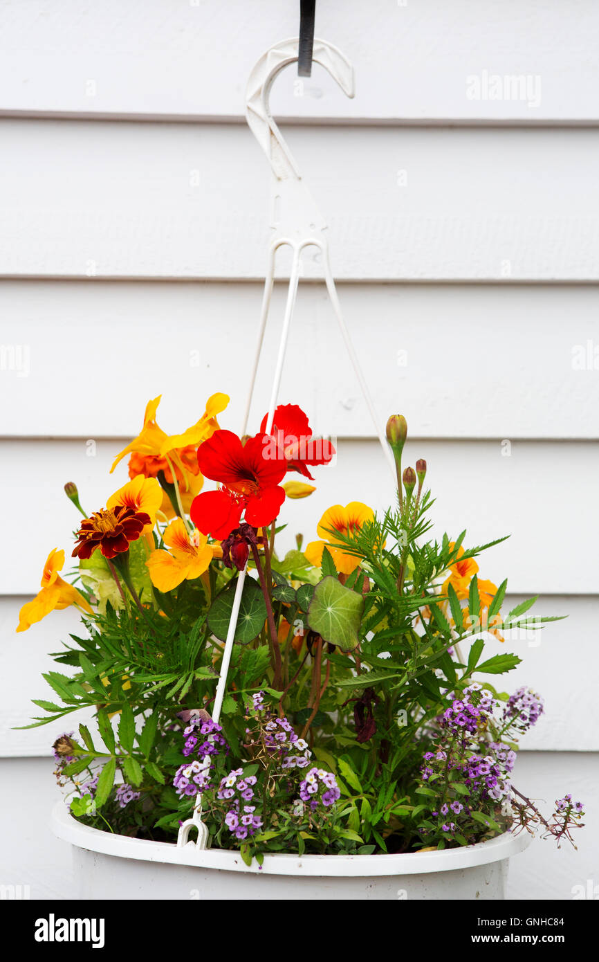 A hanging basket holding flowers at the Doctor's House Inn and Spa at Green's Harbour in Newfoundland and Labrador, Canada. The Stock Photo