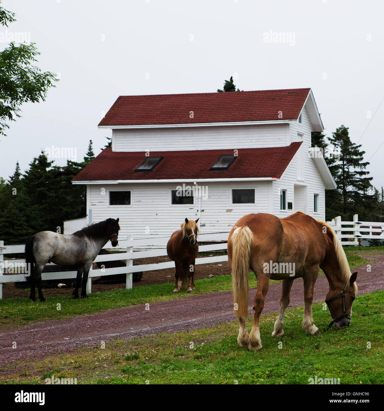 Newfoundland ponies in the grounds of the Doctor's House Inn and Spa at Green's Harbour in Newfoundland and Labrador, Canada. Stock Photo