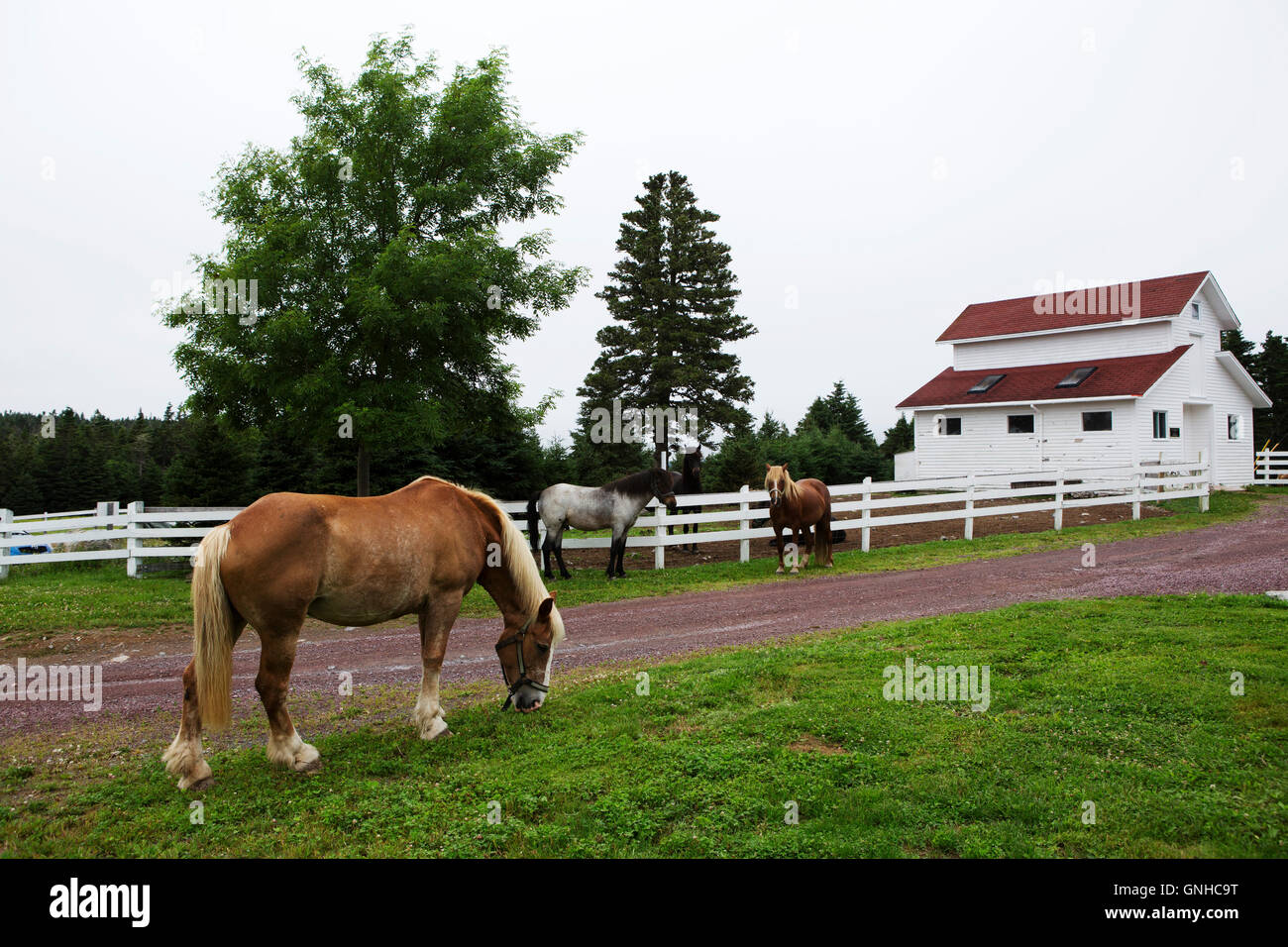 Newfoundland ponies in the grounds of the Doctor's House Inn and Spa at