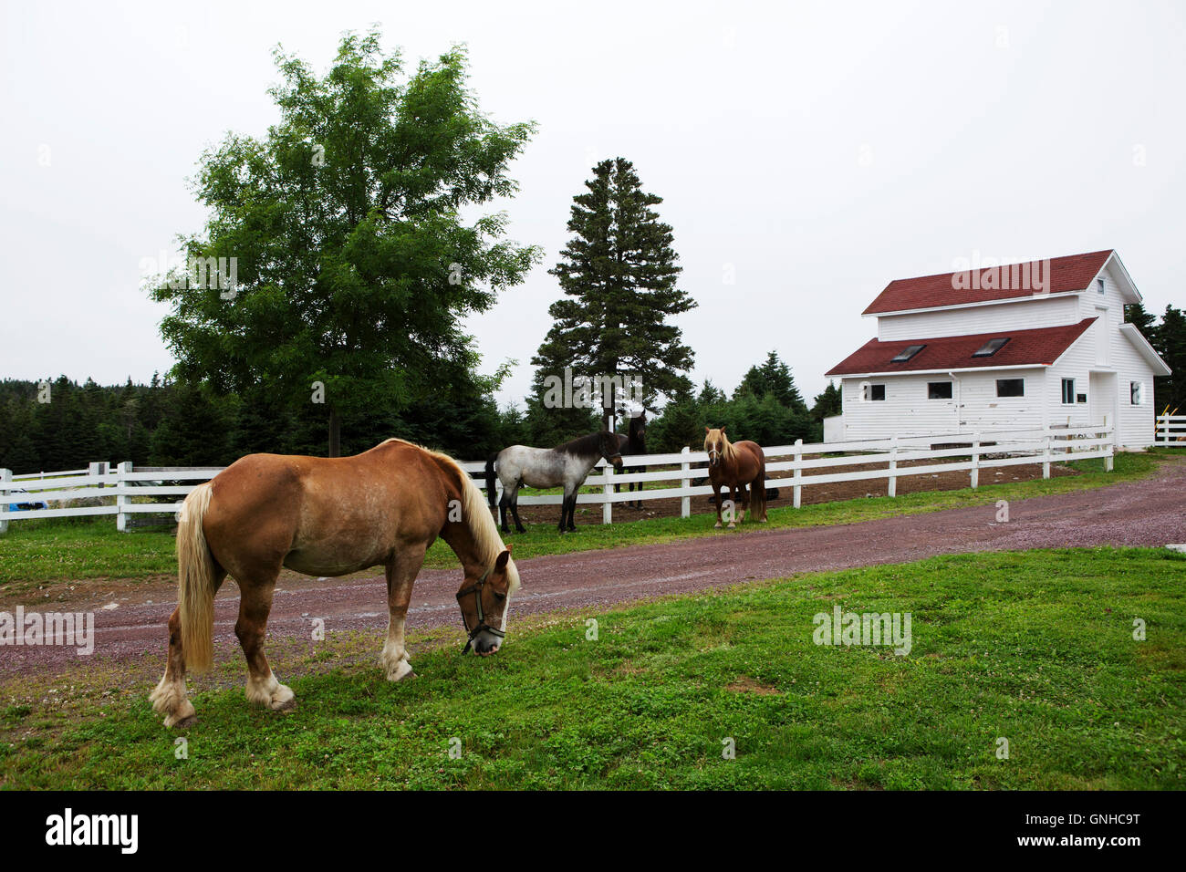 Newfoundland ponies in the grounds of the Doctor's House Inn and Spa at Green's Harbour in Newfoundland and Labrador, Canada. Th Stock Photo