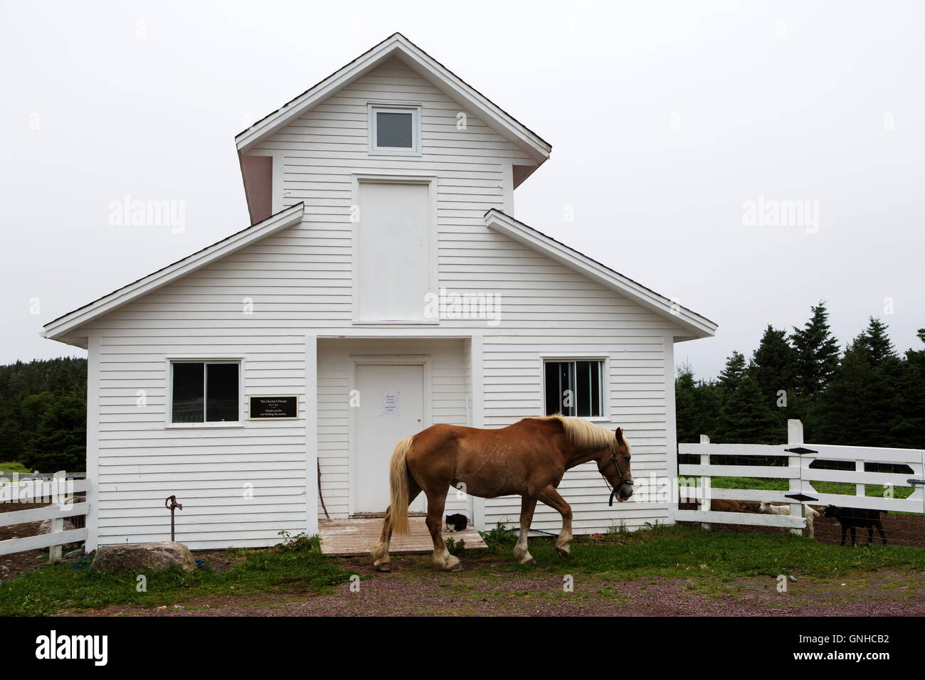 A Newfoundland Pony in the grounds of the Doctor's House Inn and Spa at Green's Harbour in Newfoundland and Labrador, Canada. Stock Photo