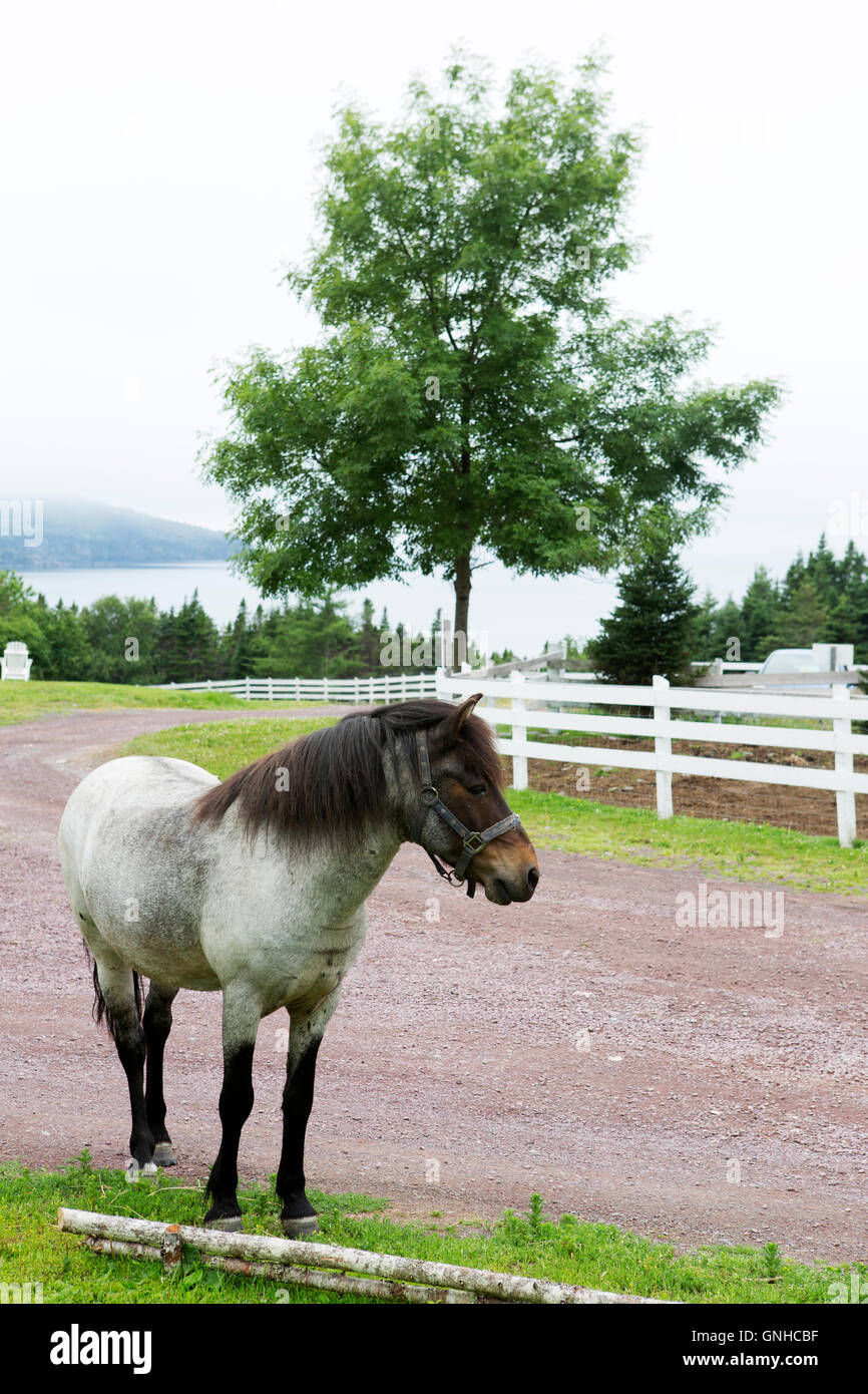 A Newfoundland Pony in the grounds of the Doctor's House Inn and Spa at Green's Harbour in Newfoundland and Labrador, Canada. Th Stock Photo