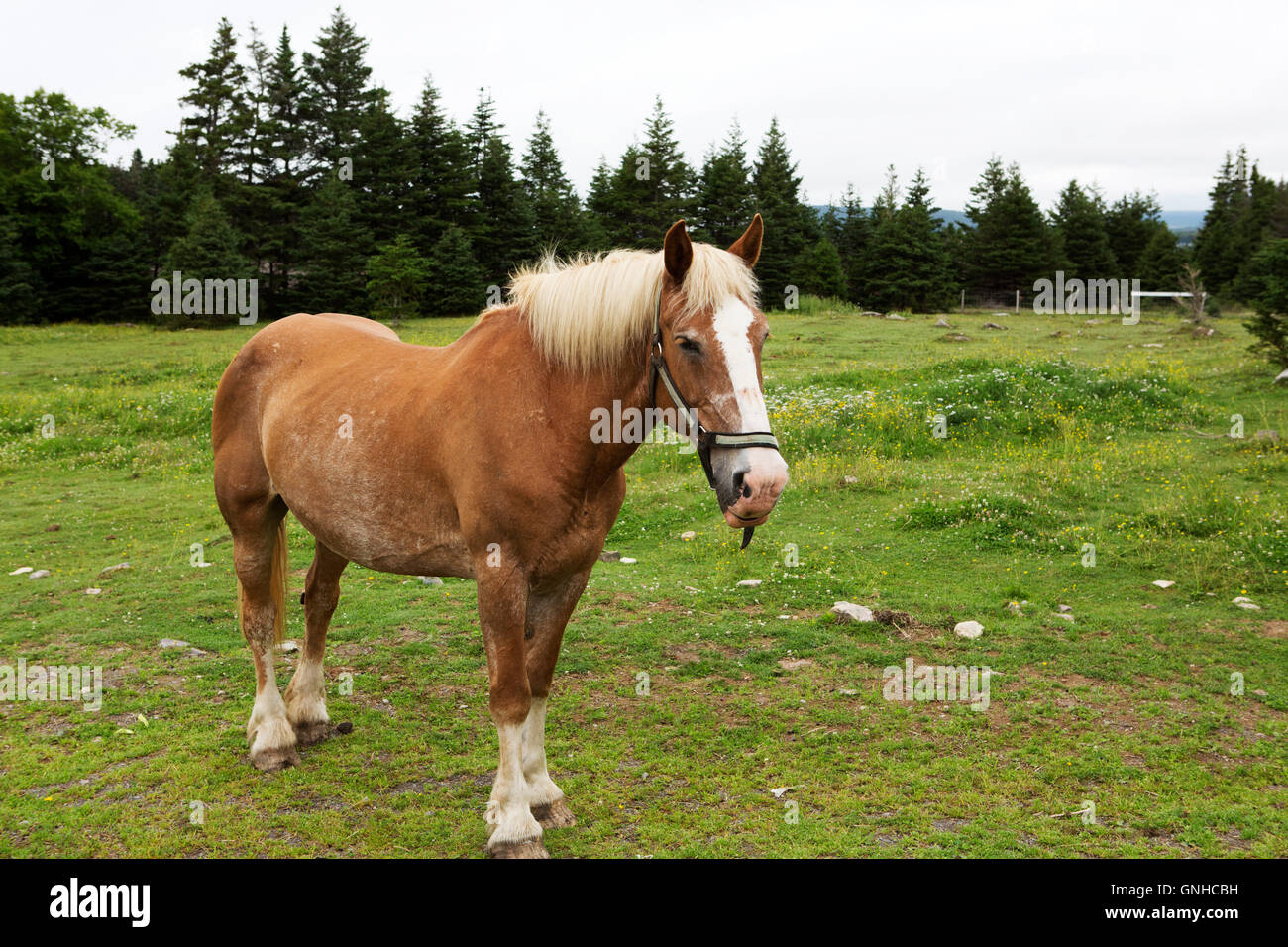 A Newfoundland Pony in the grounds of the Doctor's House Inn and Spa at Green's Harbour in Newfoundland and Labrador, Canada. Stock Photo