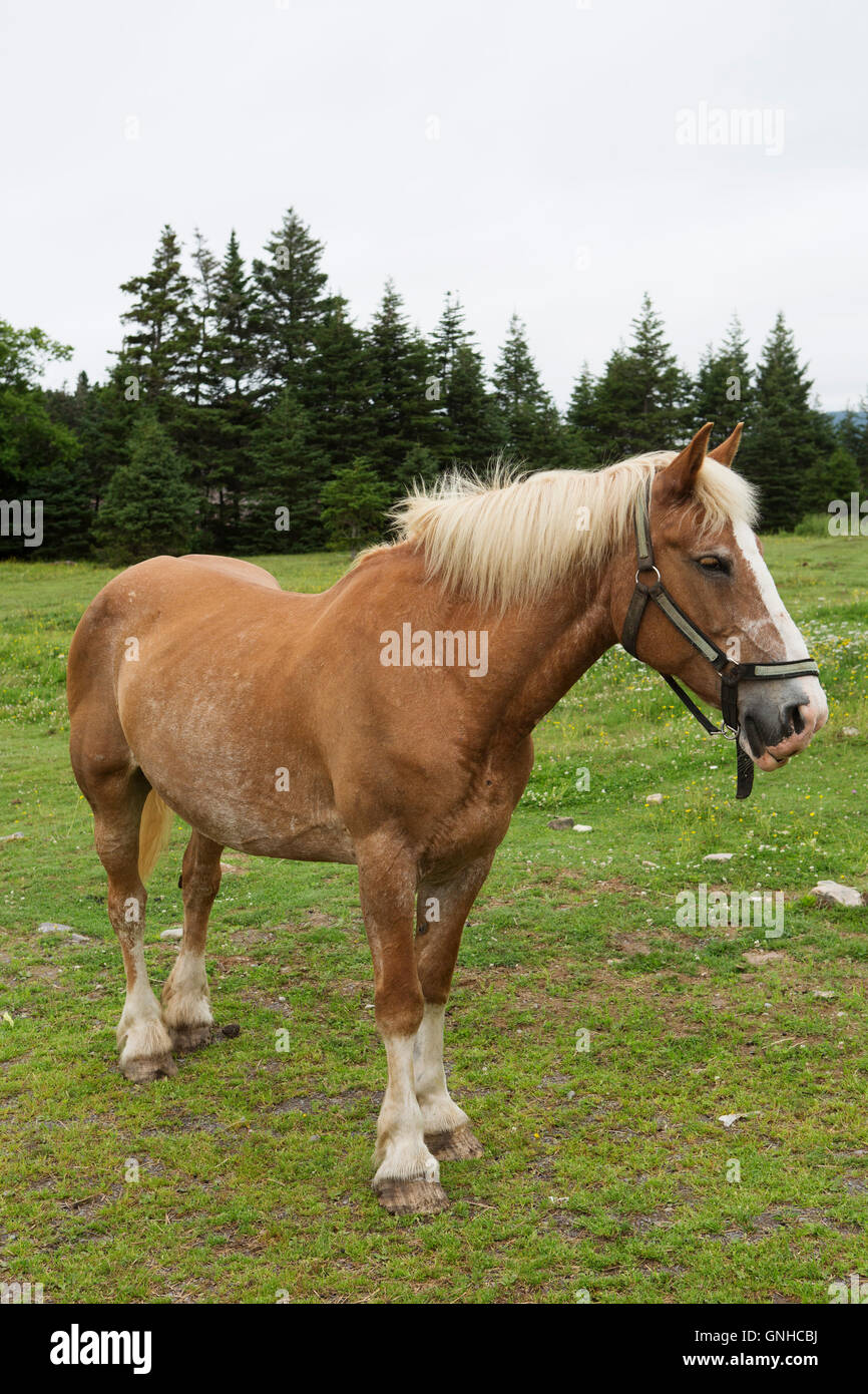 A Newfoundland Pony in the grounds of the Doctor's House Inn and Spa at Green's Harbour in Newfoundland and Labrador, Canada. Stock Photo