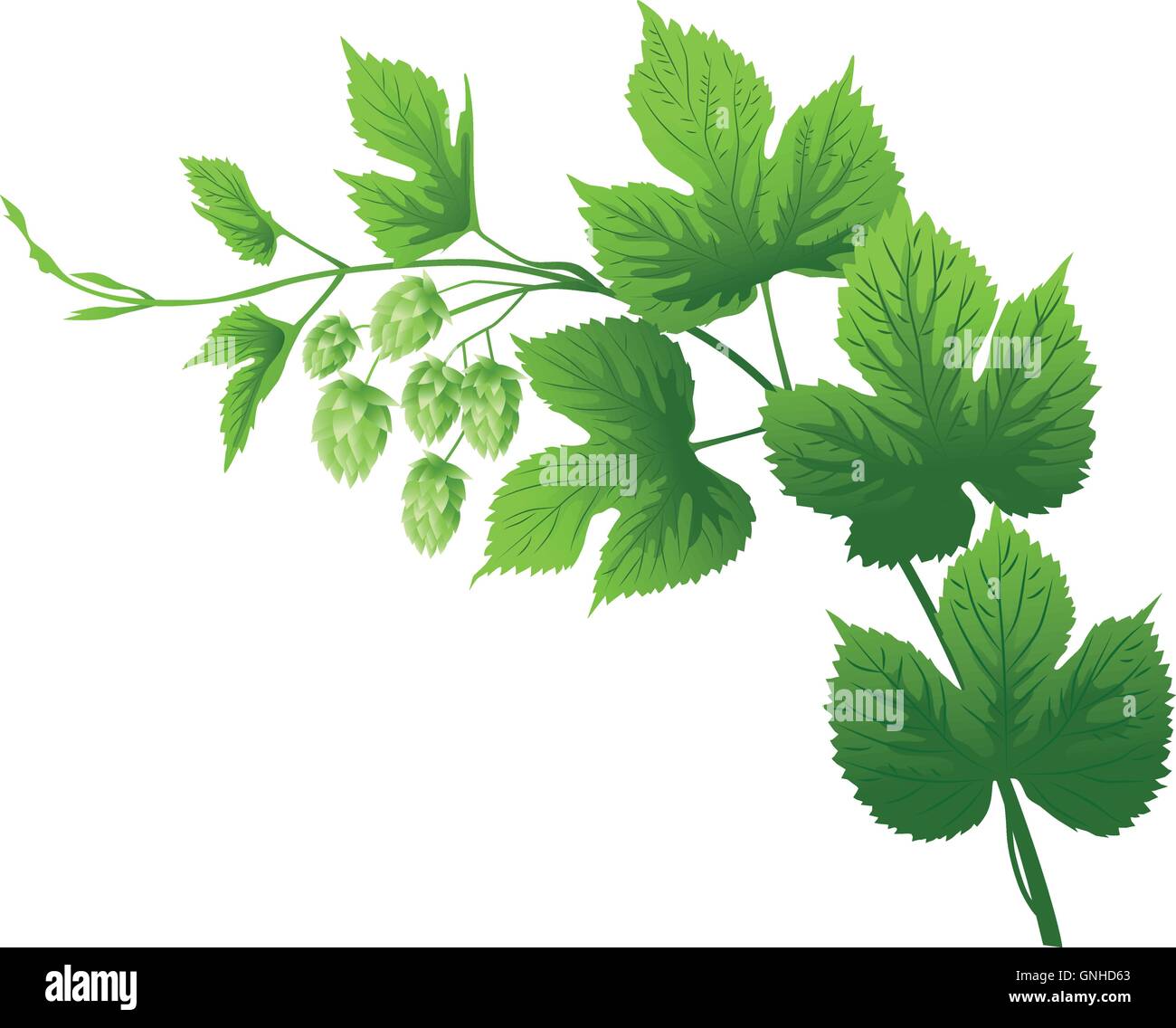 Hop branch with leaves and flowers vector illustration Stock Vector