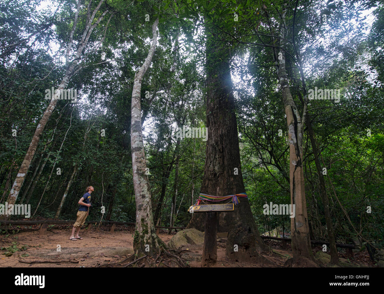1000 year old Anisoptera costata tree in Sai Thong National Park, Chaiyaphum, Thailand Stock Photo