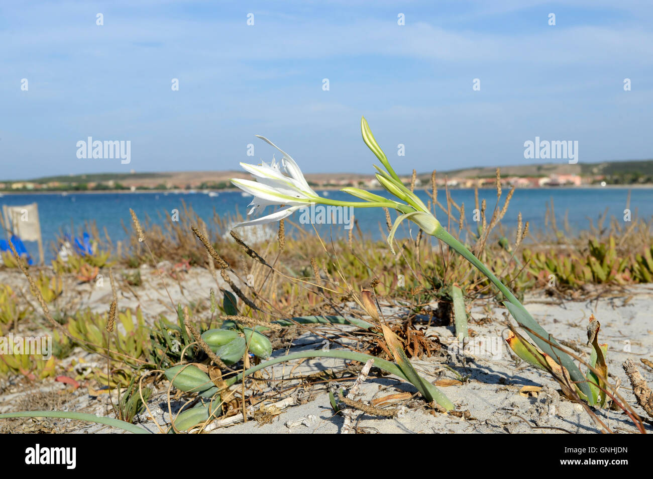 flower of Pancratium maritimum, or sea Daffodill, Putzu Idu in the Sinis Peninsula - Sardinia, Italy Stock Photo
