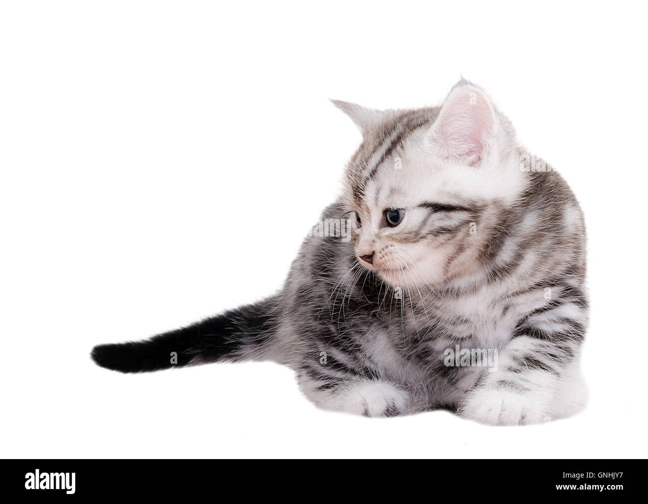 Cute American Shorthair Cat Kitten Isolated On White Background