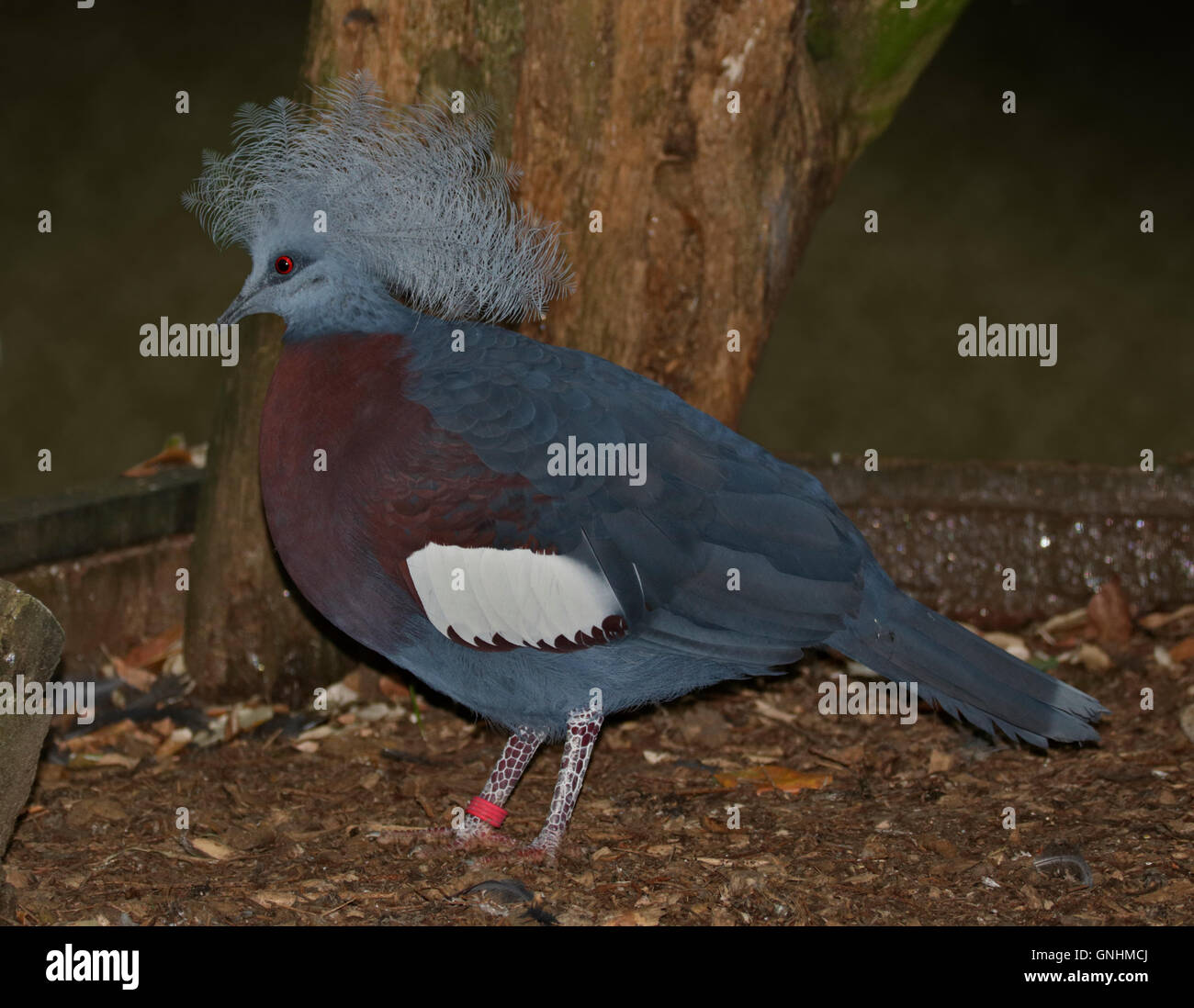 Southern Crowned Pigeon (goura scheepmakeri) Stock Photo
