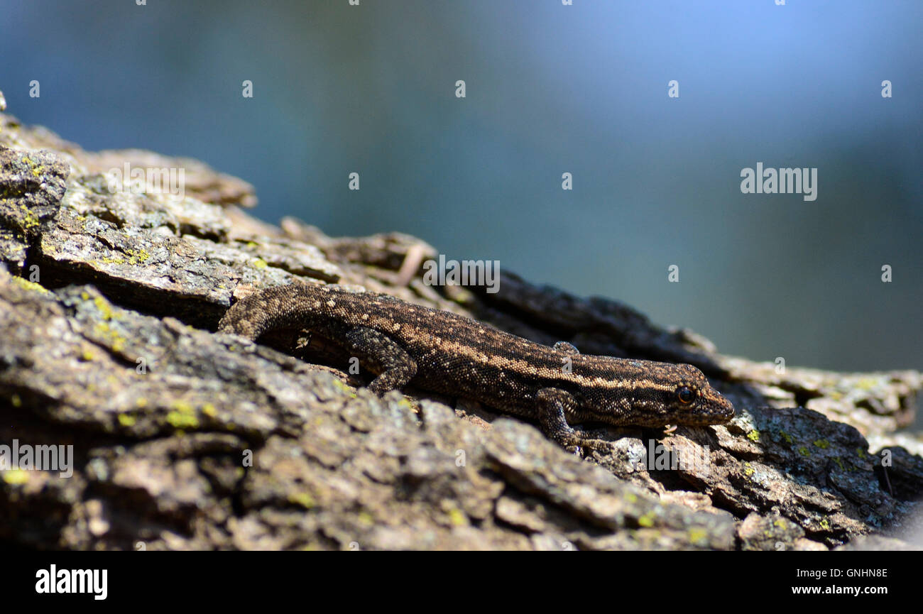 baby common rough-scaled lizard (Ichnotropis squamulosa) is a master of camouflage. Southern African lizard in a tree. Stock Photo