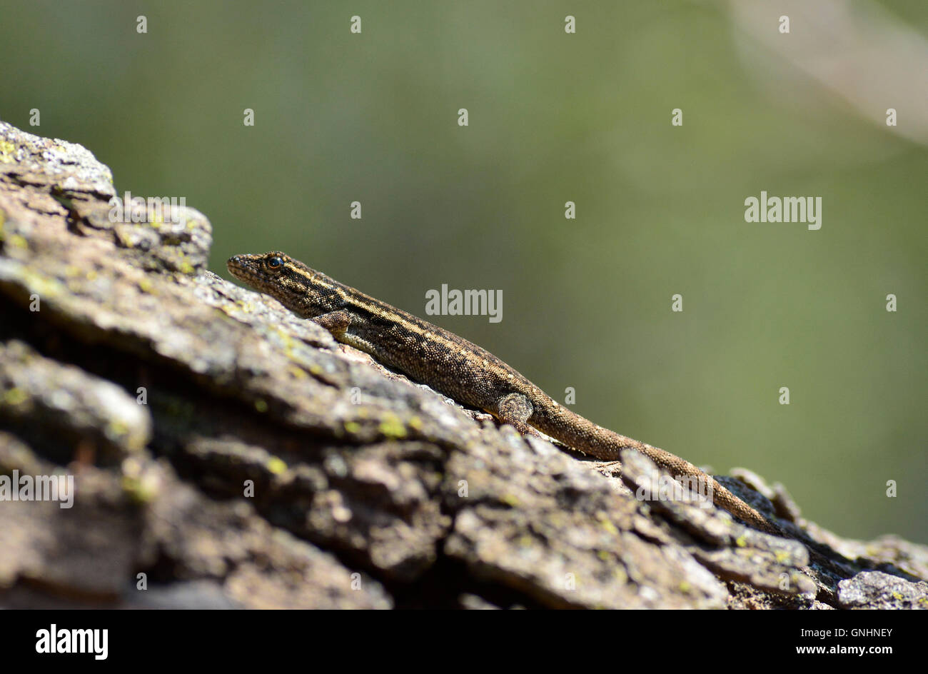 baby common rough-scaled lizard (Ichnotropis squamulosa) is a master of camouflage. Southern African lizard in a tree. Stock Photo