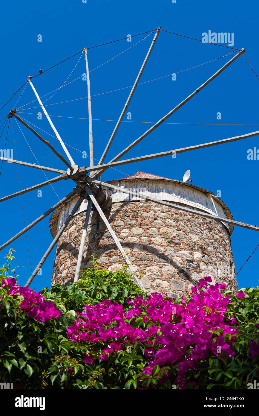 Old traditional windmill and bougainvillea in Kos island, Greece Stock Photo