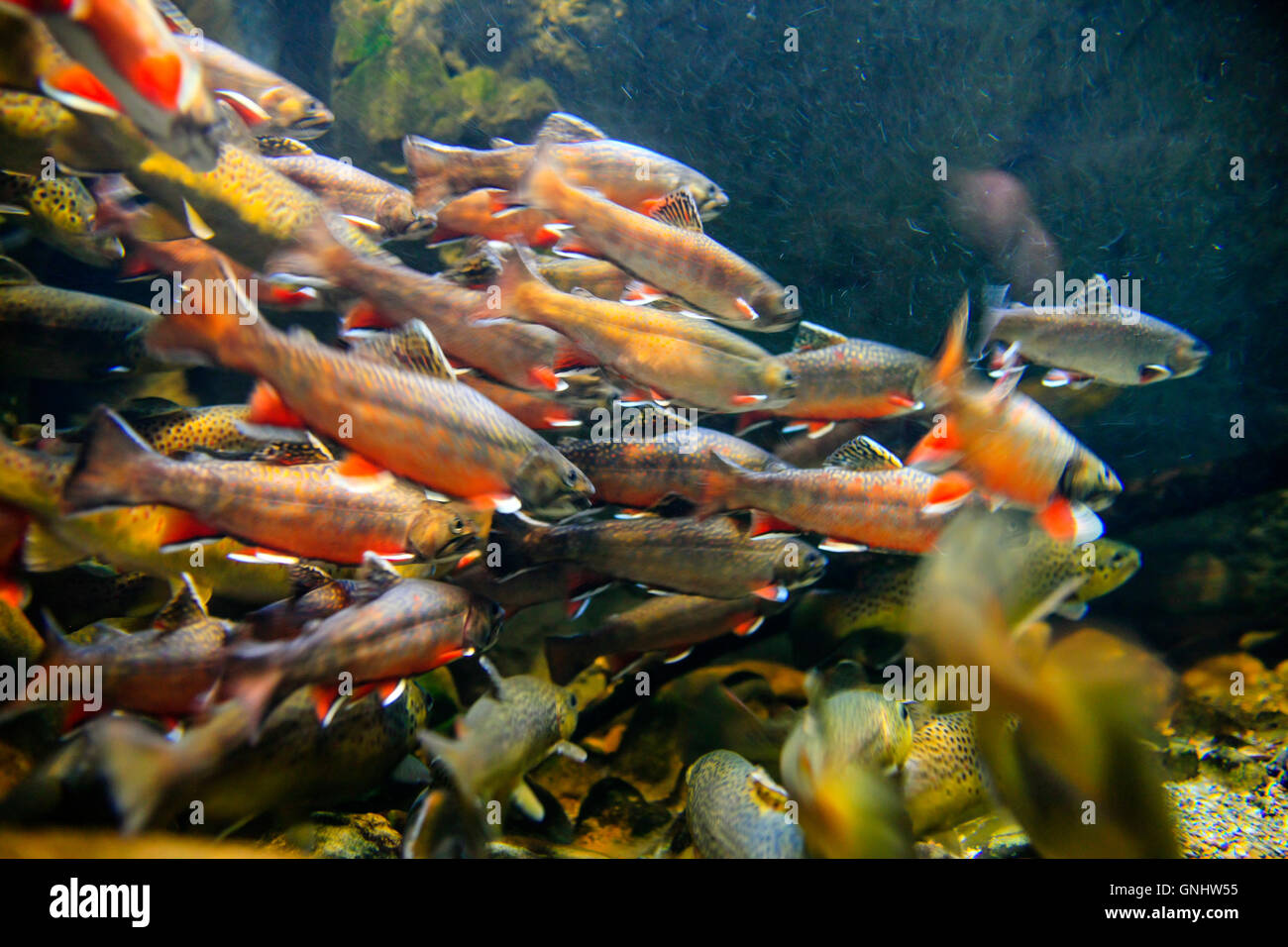 Underwater view of Rainbow Trout swimming against the flow of a river