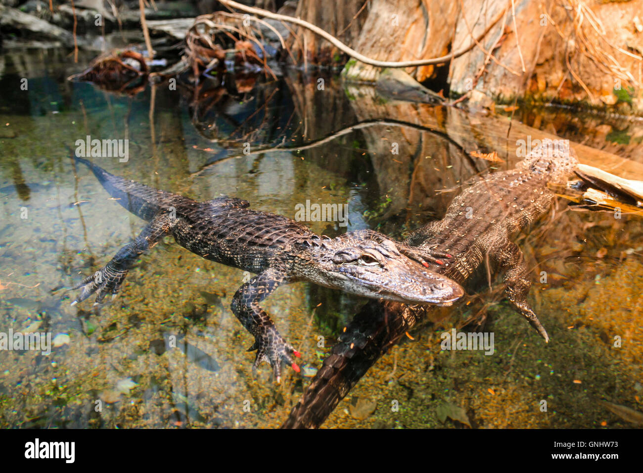 Alligators In The Louisiana Swamps Diorama At The Tennessee Aquarium In