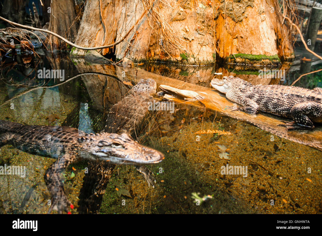 Alligators in the Louisiana swamps diorama at the Tennessee Aquarium in