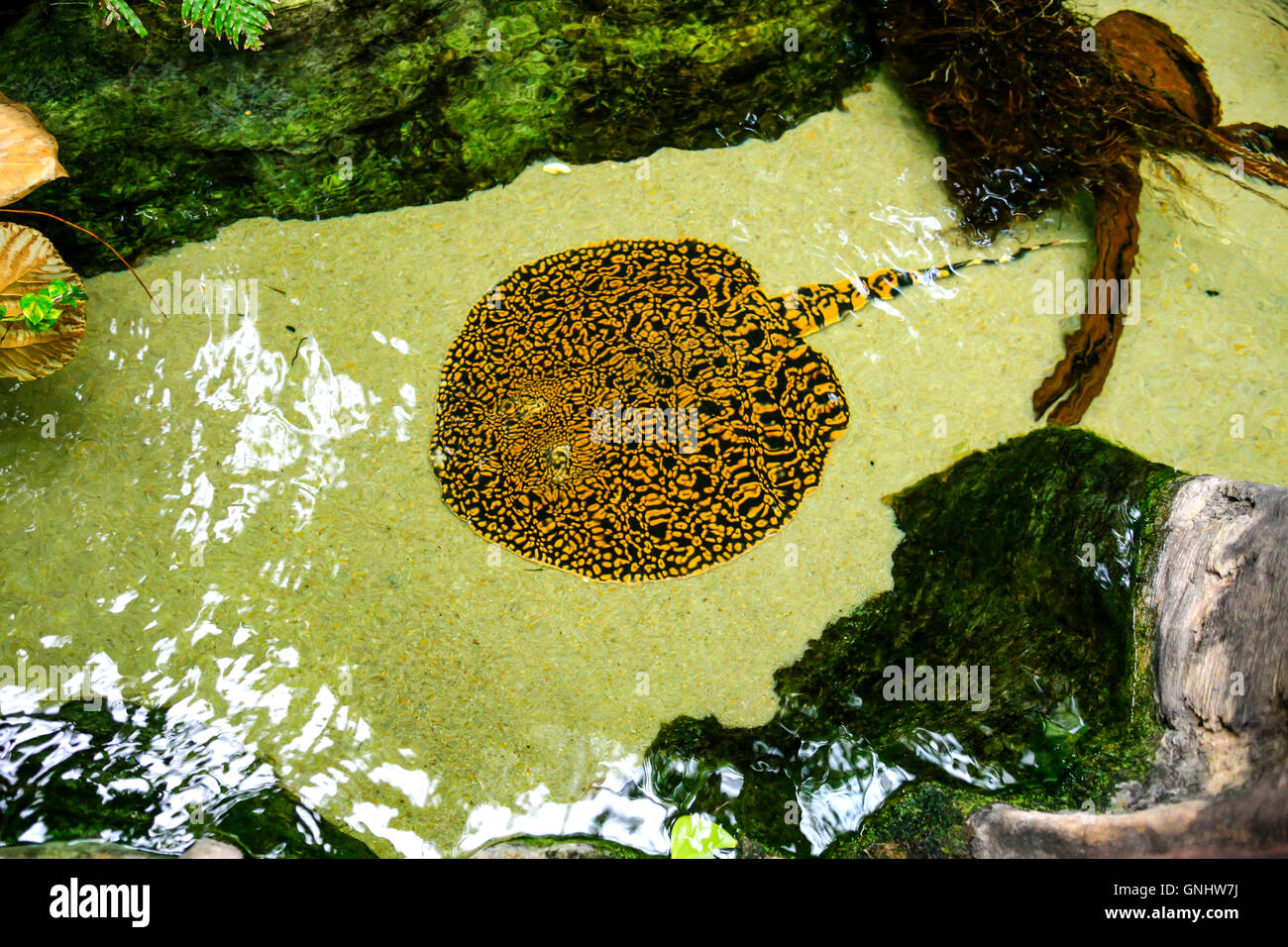Freshwater Sting Rays of the family Dasyatidae at the Tennessee Aquarium in Chattanooga Stock Photo