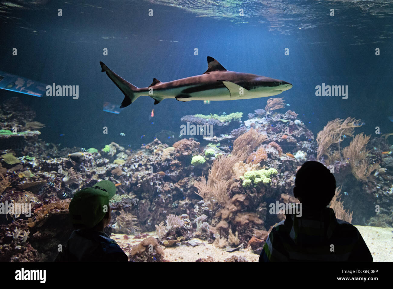 Children looking at shark at aquarium Stock Photo