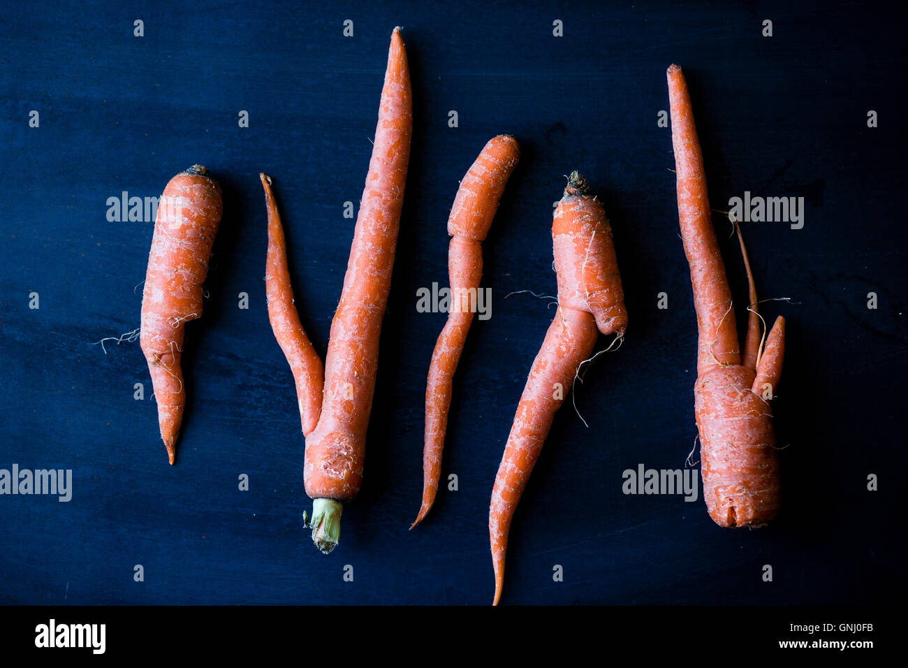 Imperfect carrots on a blue bakground. Stock Photo