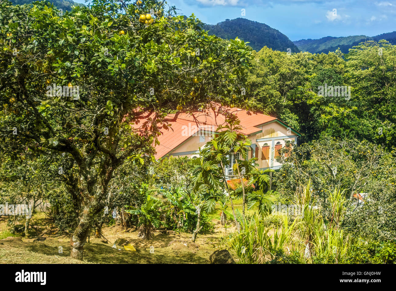 An Overgrown Plantation House Dominica West Indies Stock Photo