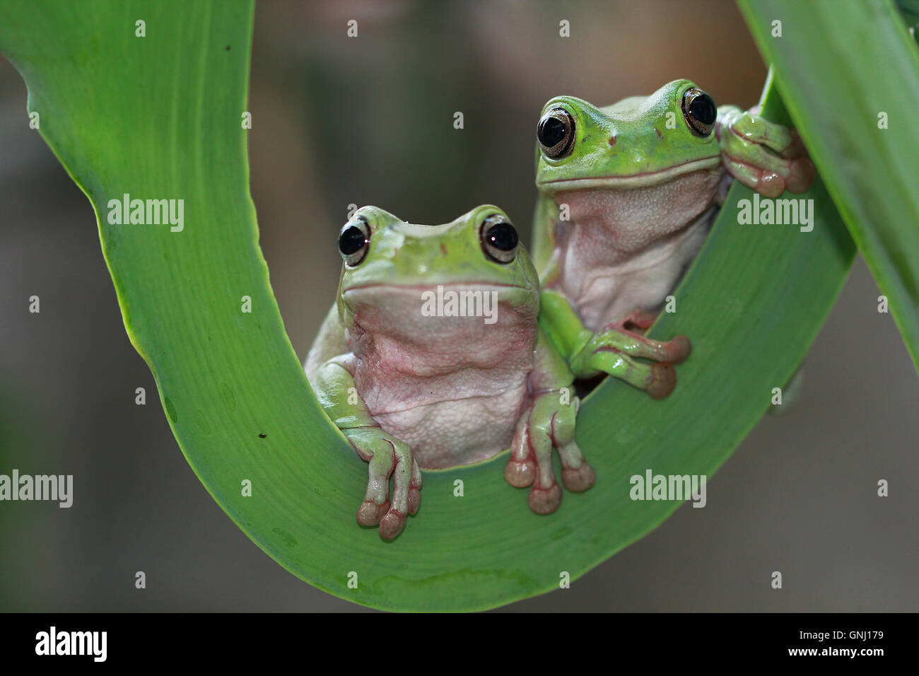 Two javan gliding tree frogs sitting side by side, Indonesia Stock Photo