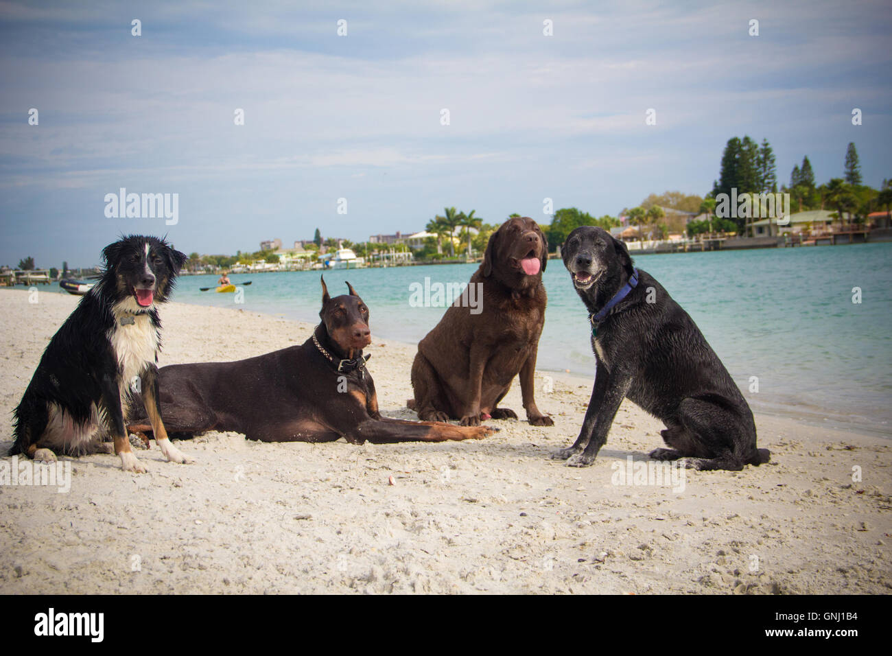 Four dogs sitting on beach, Florida, United States Stock Photo