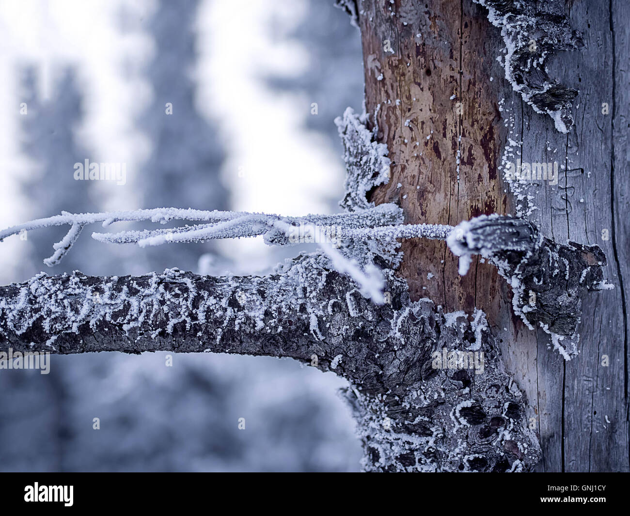 Frozen tree hi-res stock photography and images - Alamy